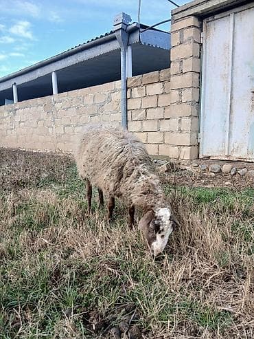 yuxuda qaz gormek: Çox təciLi satıLır Satışda: Qoyun və quzu - Növ: yerli qoyun - Say — 4
