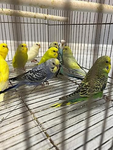 it bazari hardadi: Volnist balalar 10 denedi 4 erkey 6 disi Coxu rainbow qanidi — 4