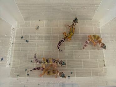 akvarium daş: Leopard gekko balaları - Növ: Eublepharis macularius (leopard gekko) — 1