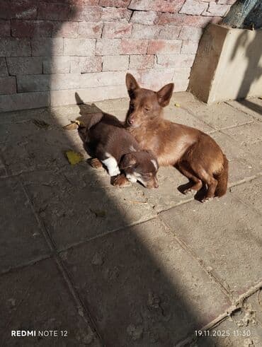 itlərin cütləşmə vaxtı: 2 ay, Dişi, Peyvəndli, Ünvandan götürmə — 2