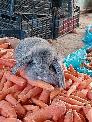 heyvan sahiblənmə: Ev dovşanı balaları – uzunqulaqlı, tüklü minilop tipli (aşağı sallanan — 3