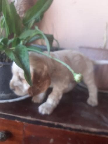 dişi: Koker spaniyel, 1 ay, Dişi, Sənədli, Ödənişli çatdırılma — 5