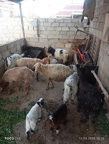 heyvan satisi tap az: 5keci 3balali biri Yelin üstündə biri kuərdi 3qoyundu tam sağlam — 1