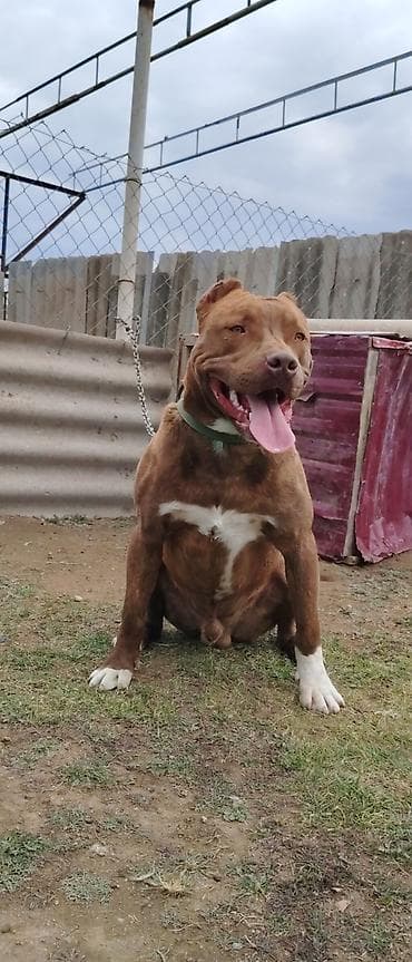 Digər heyvanlar: Pitbul, 8 ay, Erkek, Peyvəndli — 1