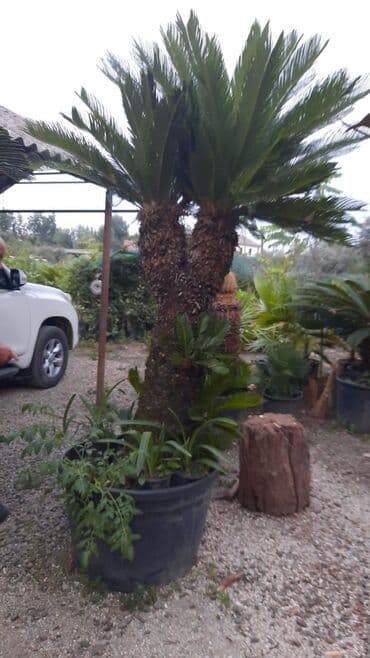 Sifarişlə əl işləri: Agaclar
gubreler guller — 14