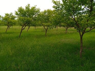 razinde torpaq: 45 sot, Biznes üçün, Mülkiyyətçi, Kupça (Çıxarış) — 8