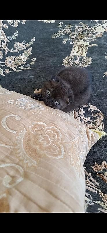 pişik tap az: Dişi — 9