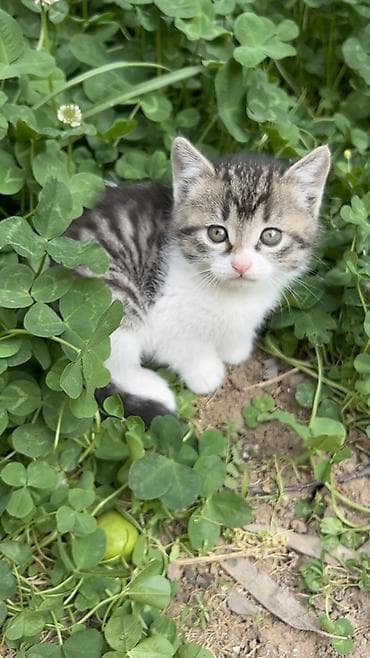 ev sicani: 🐾 Salam dostlar! Balaca, şirin pişik balalarını pulsuz olaraq — 1