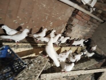 lalafo goyercin satisi: Ağ rəng üstünlük təşkil edən ev göyərçinləri – dəst halında. - — 4