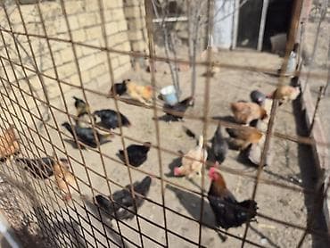 toyuq satişi: Məhsul: Ev quşları (toyuq, xoruz və hind toyuğu/ferma quşları) — 1