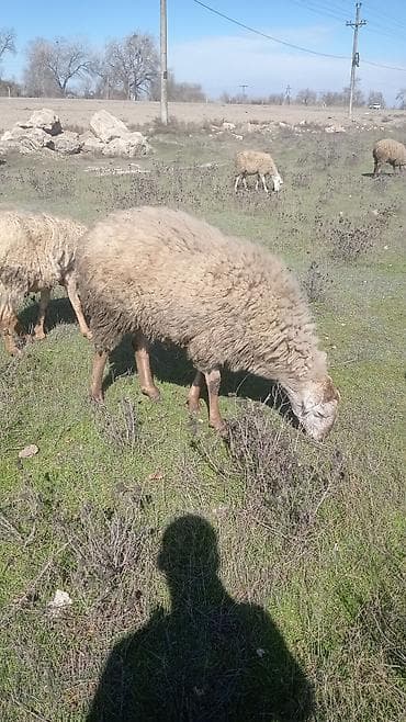 1 yas 3 ayliq qomral kərə qoc satilir