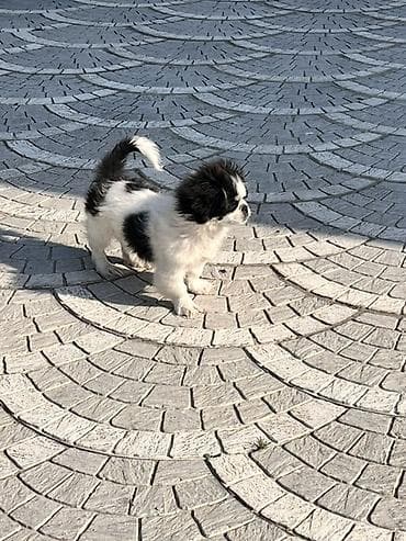 sabuncu heyvan bazari: Pekines, 4 ay, Erkek, Peyvəndli — 7