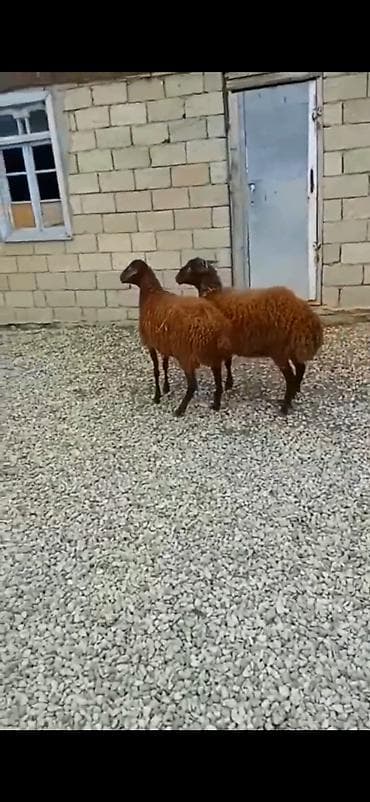 7 ayliq di saglam qurbanliq ucun yararlidi