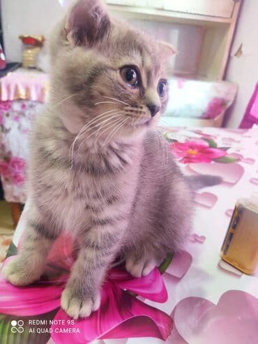 Opel: Шотландская, Самец, Самовывоз — 2