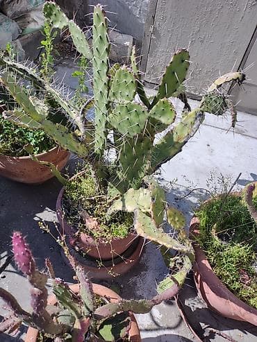 otaq bitkileri: Məhsul: Saksi içində müxtəlif kaktuslar - Növlər: Opuntia (nopal — 3