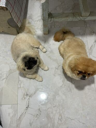 Pekines, 7 ay, Erkek