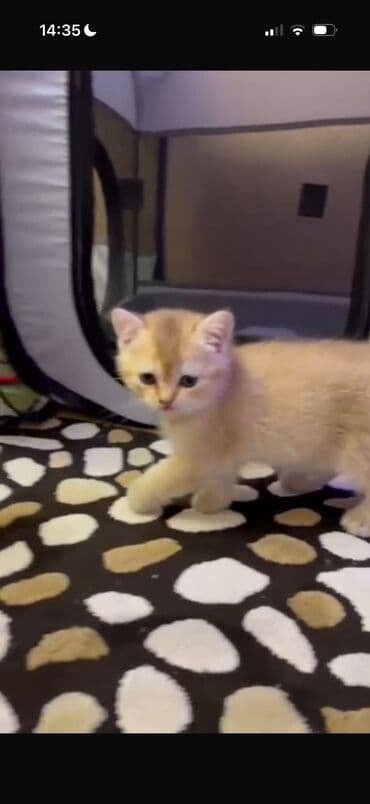 balaca sirin pisikler: Erkək, Dişi, Yaxşı əllərə, Ünvandan götürmə, Pulsuz çatdırılma, Ödənişli çatdırılma — 4