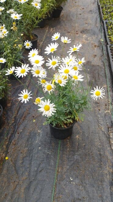 helba bitkisi faydaları: Qızıl güllər dipçək gülləri həmişə yaşıl kolları zəhmət olmasa — 15