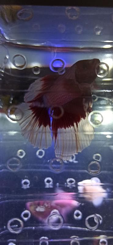 akvarium silikon: Betta (Petuşok balığı), Sülhsevər — 1