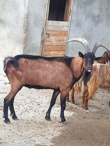 erkəy danalar: Alpin keçi sürüsü satılır. Qiymet 300 den başlayır — 2