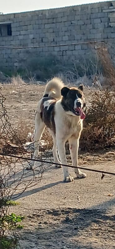 çardaq quşun yuvası: Qurdbasar, 1 il, Erkek, Peyvəndli, Ödənişli çatdırılma — 4