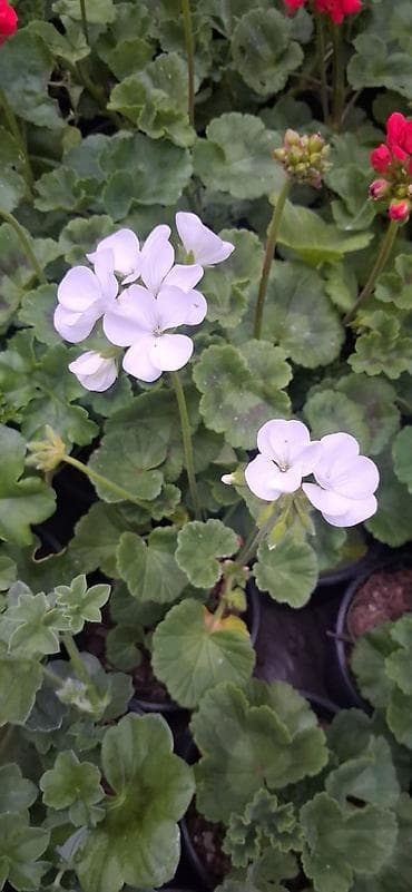 gül rəsmi: Geran gülləri dipçəkdə. 4 fəsil yaşıl qalan üzərində daimi gülü olur — 1