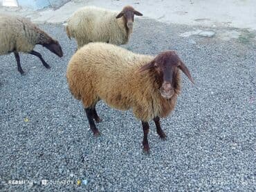 dovşan yemi: Qoyun – yerli ətlik-südlük yönümlü cins - Rəng: tünd qəhvəyi baş və — 1