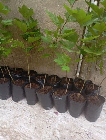 çiyələk şitilləri: Məktəb həyəti, bağ və parklar üçün dekorativ ağac fidanları - Növ — 2