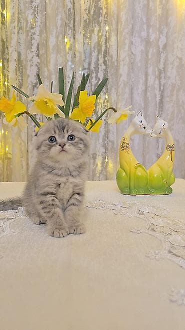 pisik ucun yuva: Britan — 9