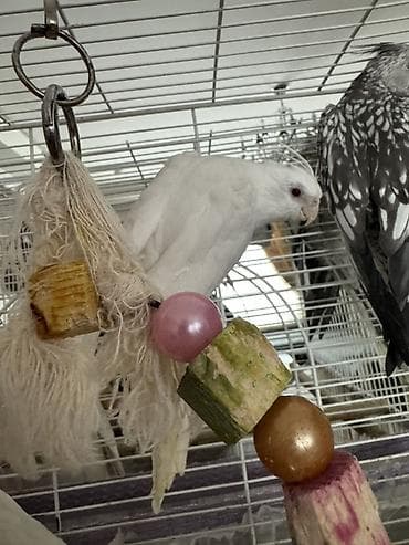 iran qusu: Yanaqsiz albinos korella balalar, tam sağlamdılar — 6