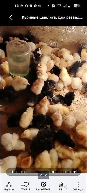 itler ucun bit dermani: Toyuq cücələri, Ətlik — 3