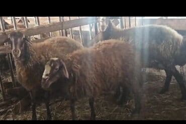 xacmaz heyvan bazari: Ünvan Məhəmmədi kəndi. Yetiş şişəklər 2 dənə. Bir dənə də qoç — 2