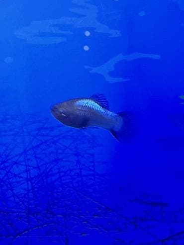 bengal pisik satilir: Molinezi, Sülhsevər — 3