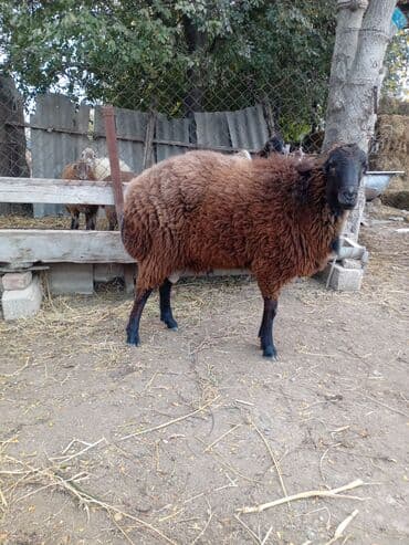 купить хорька в баку: Erkək, il: 2, Damazlıq, Ünvandan götürmə — 1