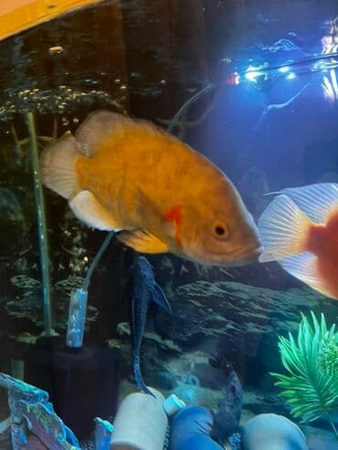 Oskar balığı lalafo.az -da Oskar balığı