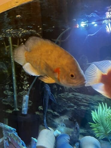 попугай ара: Астронотус — 1