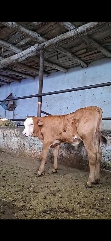 Mal-qara: Simmental cinsinə yaxın, açıq qəhvəyi rəngli, ağ üzlü dana. - — 1