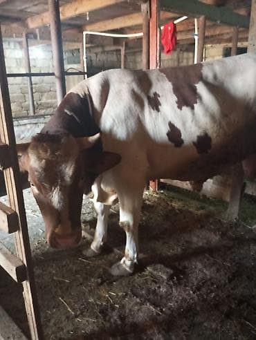 erkek: Super vəziyyətdə qurbanığa tam şəkildə yararlı erkək danadı.dana — 7