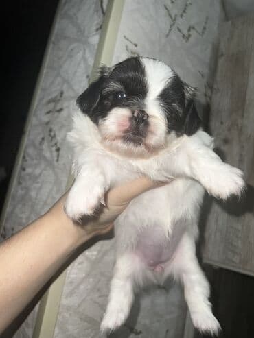 купить собаку болонку: Пекинес, Самка, Самовывоз — 6