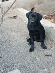 it bala: Kane-Korso, Erkek, Sənədli, Ünvandan götürmə — 2