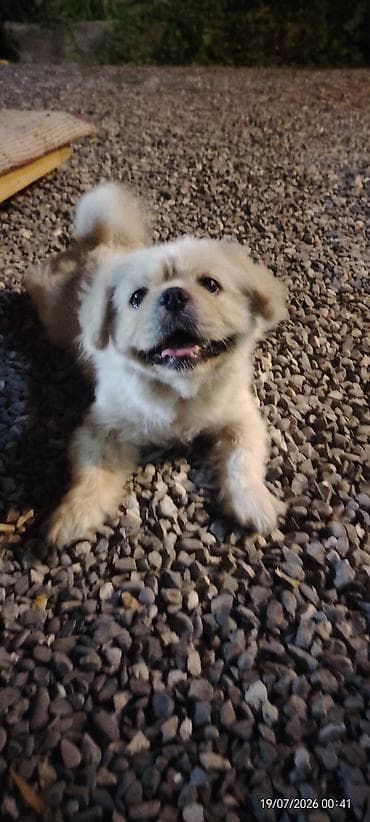 Pekines lalafo.az -da Pekines