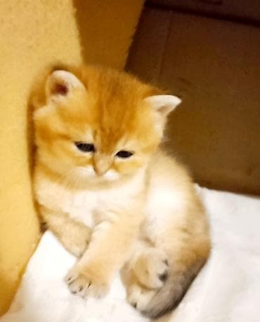 Heyvanlar: Britan, Erkək, Yaxşı əllərə, Ünvandan götürmə — 3