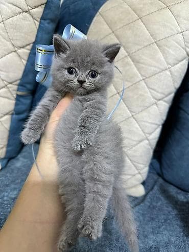 britaniya pisiyi: Britan — 3