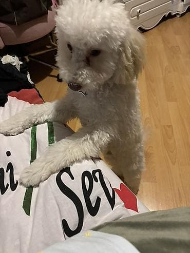 it balasi satisi: Pudel ag rengli real alicilar elaqe saxlasin 6ayliqdi — 6