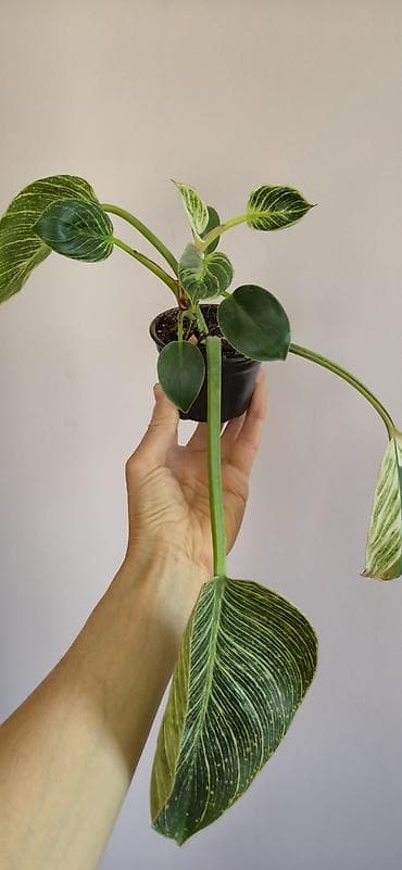 diffenbaxiya bitkisi: Philodendron birkin — 1