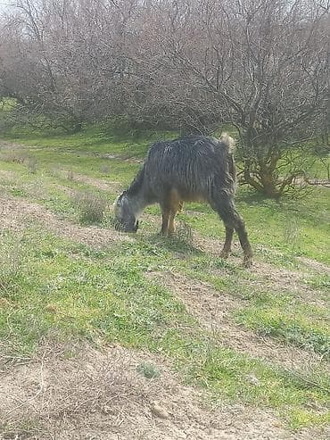 Qazlar: Keci satilir temiz hele dir erkekdi Neftcala rayondadir tel — 2