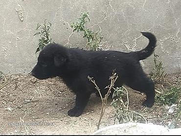 tuklu itler: Alman çoban iti, Peyvəndli — 10