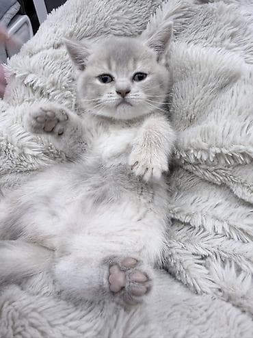 sfinks pişik: Britan — 1