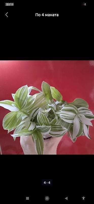 Сциндапсус N-Joy