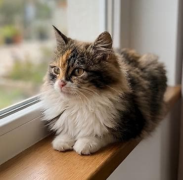 возьму котенка бесплатно: Самка, Самец, В добрые руки — 2